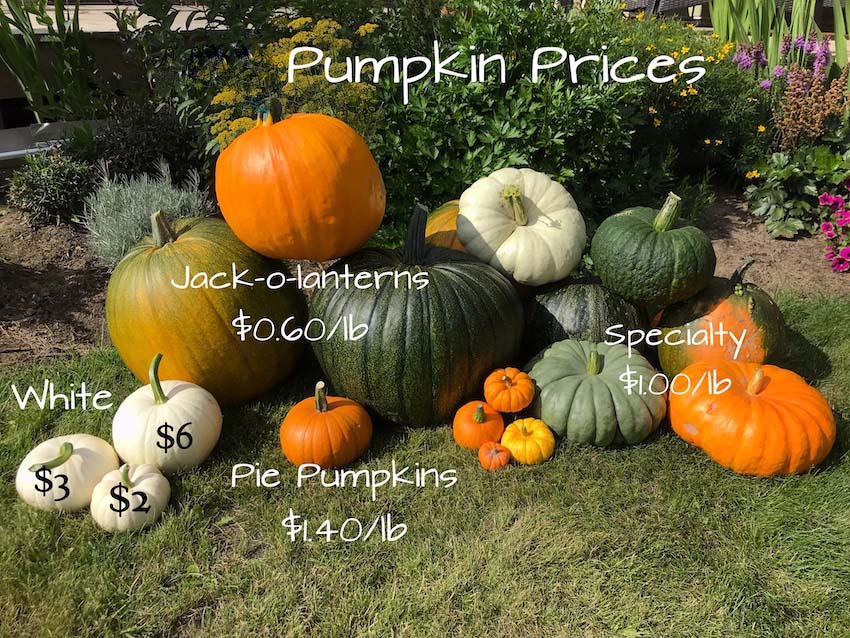 Top 10 UPick Farms In and Around Edmonton Modern Mama