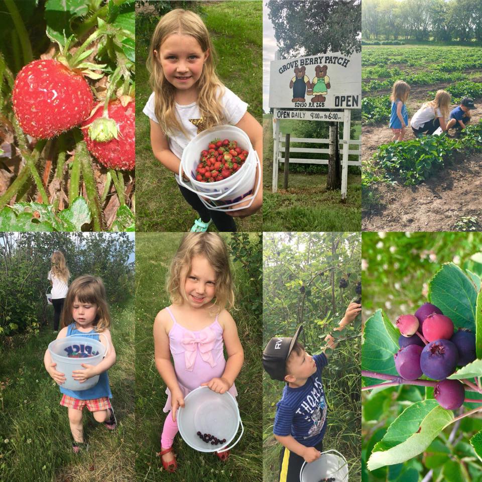 Top 10 UPick Farms In and Around Edmonton Modern Mama