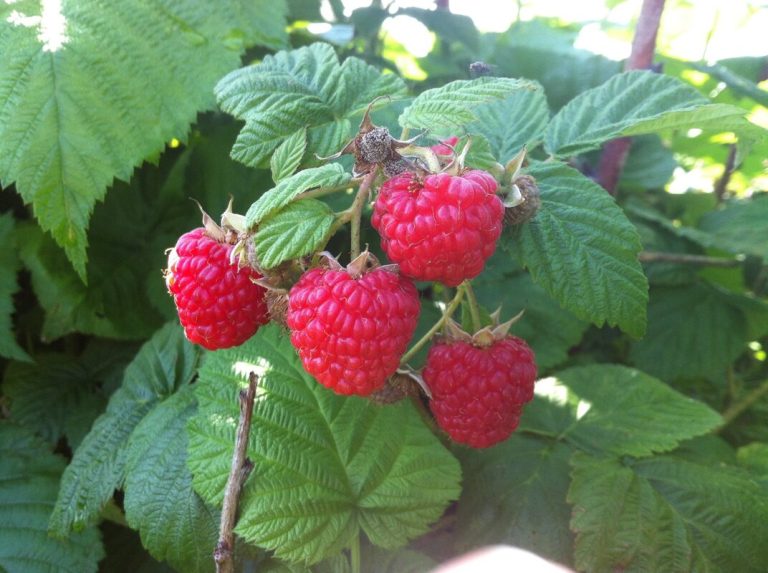 Top 10 U-Pick Farms In and Around Edmonton - Modern Mama