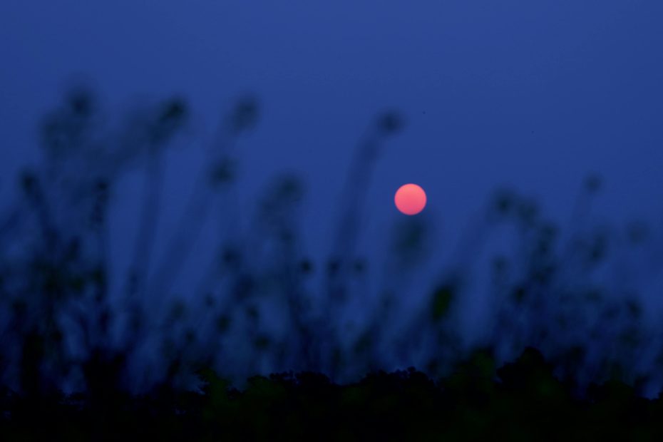 strawberry moon