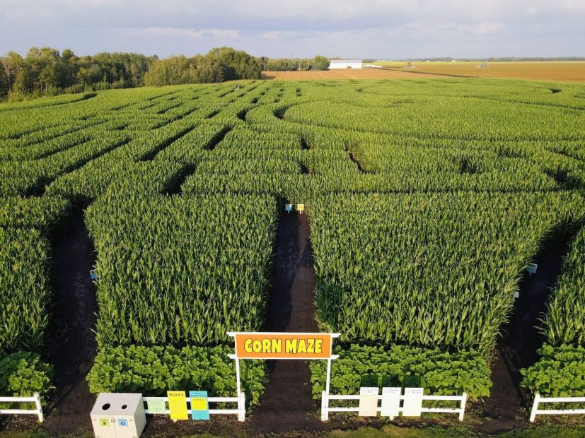 Edmonton Corn Maze